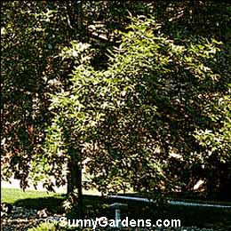 Fraxinus pennsylvatica, Red Ash, Green Ash