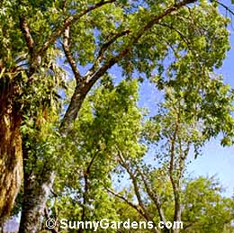 Fraxinus velutina, Arizona Ash, Velvet Ash, Desert Ash