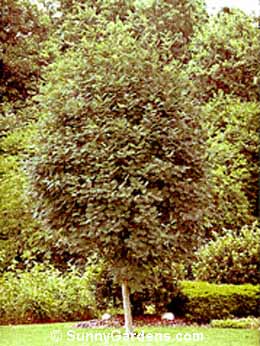 Sorbus alnifolia, Korean Mountain Ash