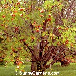 Sorbus americana, American Mountain Ash, Dogberry