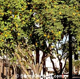 Sorbus aucuparia, European Mountain Ash, Rowan Tree