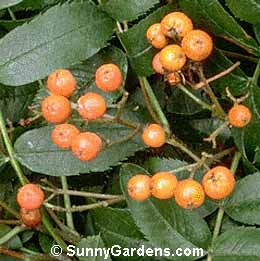 Sorbus scopulina, Western Mountain Ash