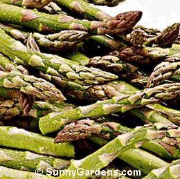 Asparagus officinalis