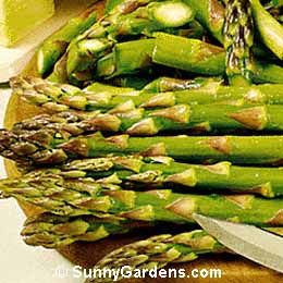 Asparagus officinalis