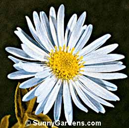 Aster