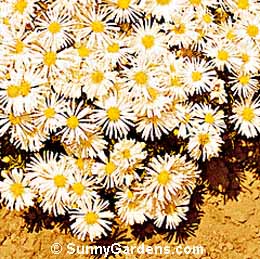 Aster