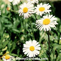 Aster alpinus, Alpine Aster