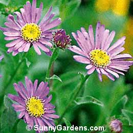 Aster frikartii