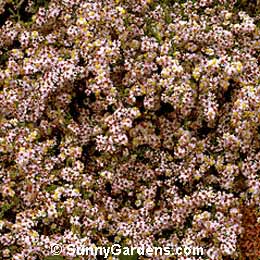 Aster lateriflorus, Calico Aster