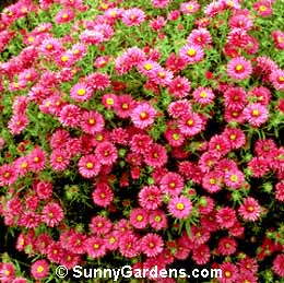 Aster novae-angliae