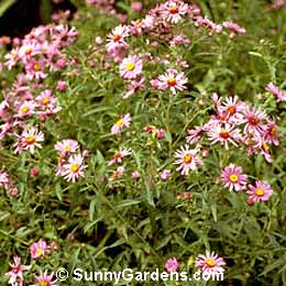 Aster novae-angliae