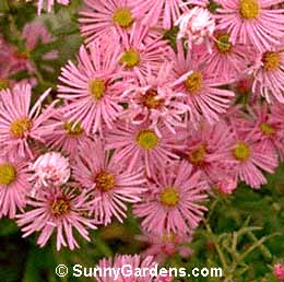 Aster novae-angliae, New England Aster