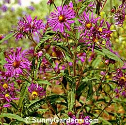 Aster novae-angliae