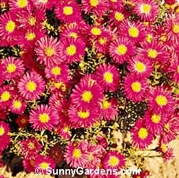 Aster novi-belgii, New York Aster, Michaelmas Daisy