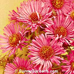 Aster novi-belgii, New York Aster, Michaelmas Daisy