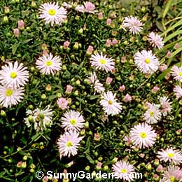 Aster novi-belgii, New York Aster