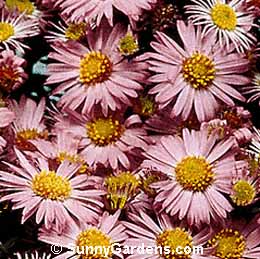 Aster novi-belgii, New York Professor Kippe Aster