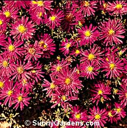 Aster tongolensis