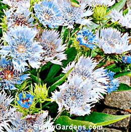 Stokesia laevis, Stokes' Aster, Cornflower Aster