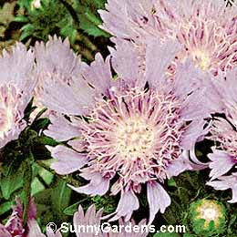 Stokesia laevis, Blue Danube Stokesia, Stokes Aster, Cornflower Aster