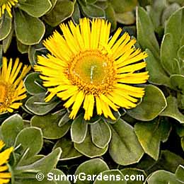 Asteriscus sericeus