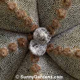 Astrophytum myriostigma columnare, Bishop's Hat