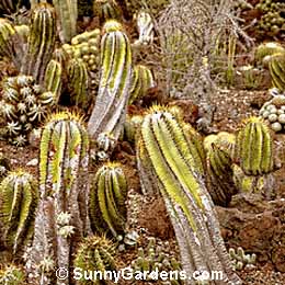 Astrophytum ornatum, Star Cactus