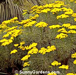 Athanasia parviflora, Coulter Bush, Hymenolopis parviflora