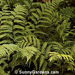 Athyrium filix-femina, Lady Fern
