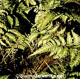 Athyrium nipponicum pictum, Japanese Painted Fern, Athyrium goeringianum