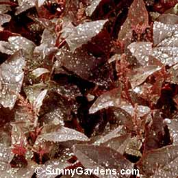Atriplex x hortensis atrosanguinea, Garden Orach, Mountain Spinach, Sea Purslane