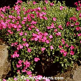 Aubrieta deltoidea, Common Aubrieta, Rockcress