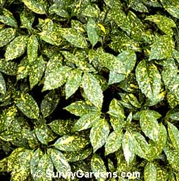 Aucuba japonica, Japanese Aucuba
