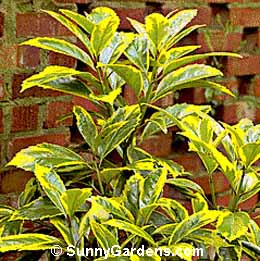 Aucuba japonica, Variegated Aucuba, Japanese Aucuba