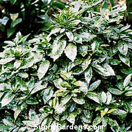 Aucuba japonica, Variegated Aucuba, Variegated Japanese Aucuba, Japanese Aucuba