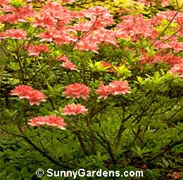 Rhododendron, Rhodie, Azalea 'Apple Blossom', Rhododendron 'Hoo'