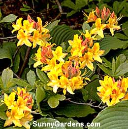 Rhododendron, Mollis Azalea