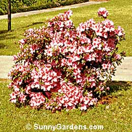 Rhododendron, Azalea Coccinea, Rhodie