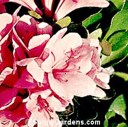Rhododendron x, Evergreen Azalea, Rhodie, Kurume Hybrid