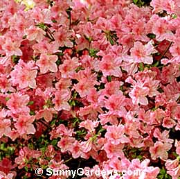 Rhododendron, Rhodie