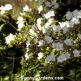 Rhododendron, Southern Indica Azalea, Azalea 'Fielder's White'