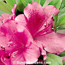 Rhododendron x, Sun Azalea, Rhodie