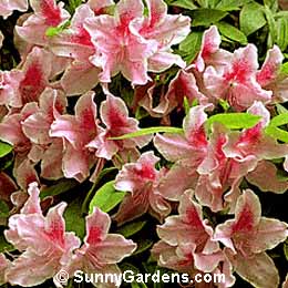 Rhododendron, Southern Indica Azalea