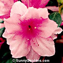 Rhododendron, Florist Azalea, Rhodie