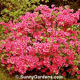 Rhododendron, Gable Azalea