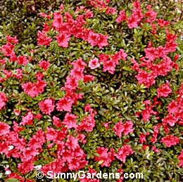 Rhododendron, Azalea 'Red Wing'