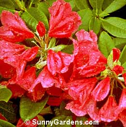 Rhododendron, Rhodie