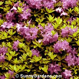 Rhododendron, Rhodie