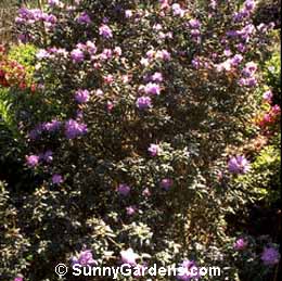 Rhododendron, Azalea