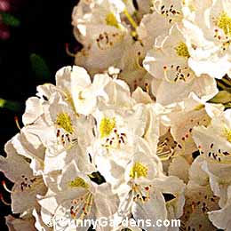 Rhododendron x, Chionoides Rhododendron, Rhodie